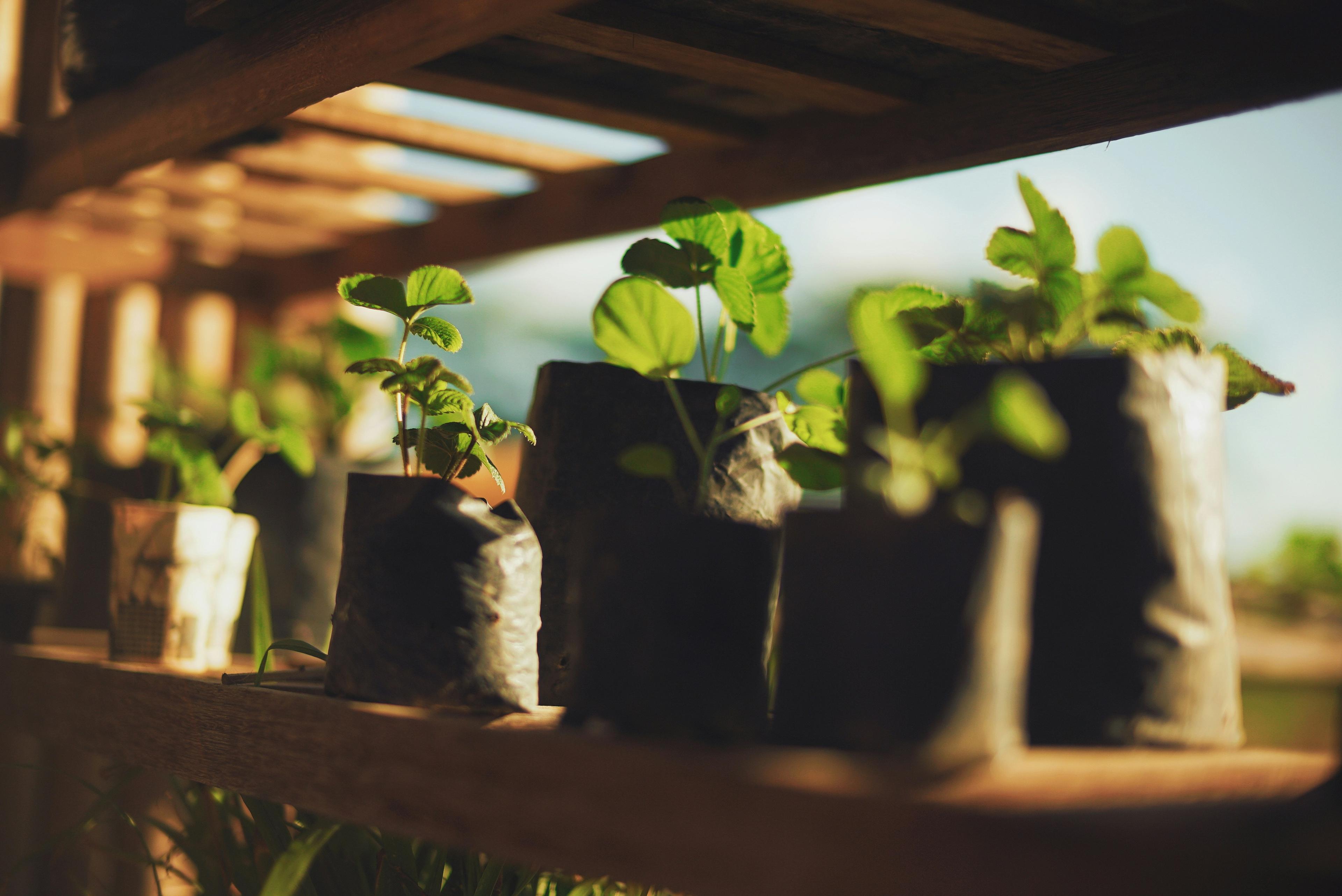 Nursery tray of seedlings