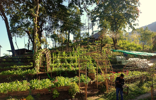 Regenerative landscape